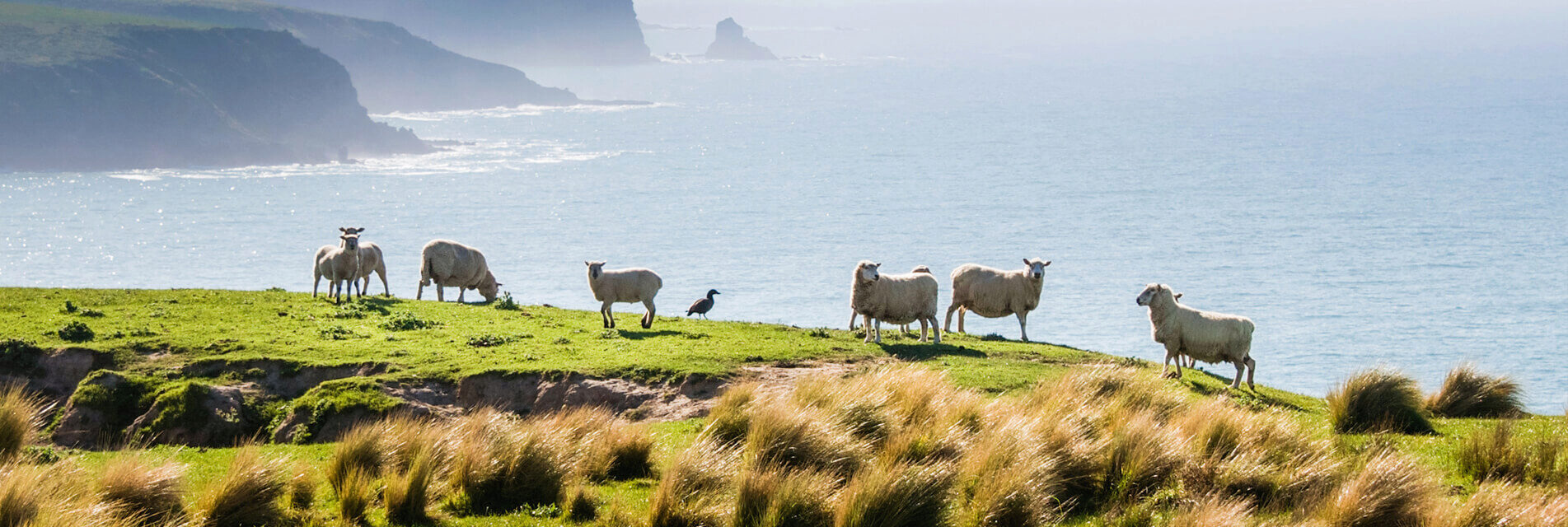 Annandale New Zealand LR