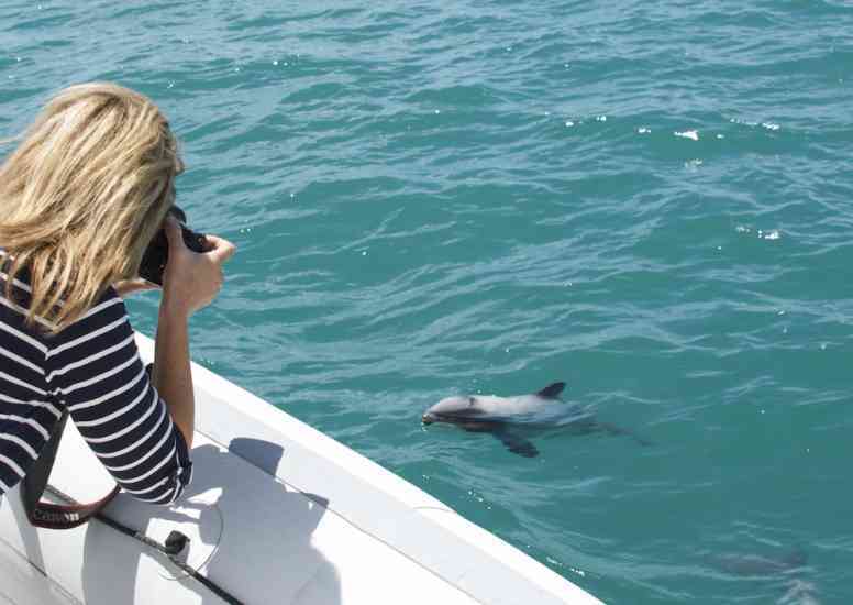 HR Annandale Activities Nature Cruises dolphins copy 0