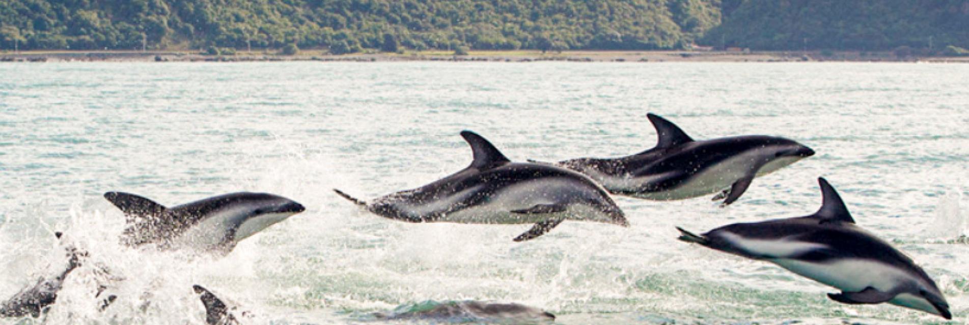 dolphins